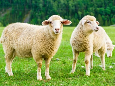 A Sheep Quiz: Test What You Know About These Horned Animals!