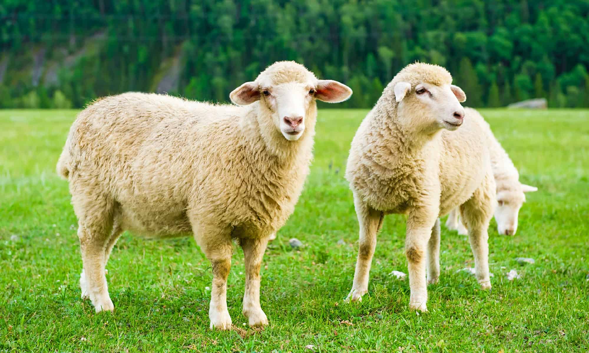 Sheep, Lamb - Animal, White Color, Grass, Herd