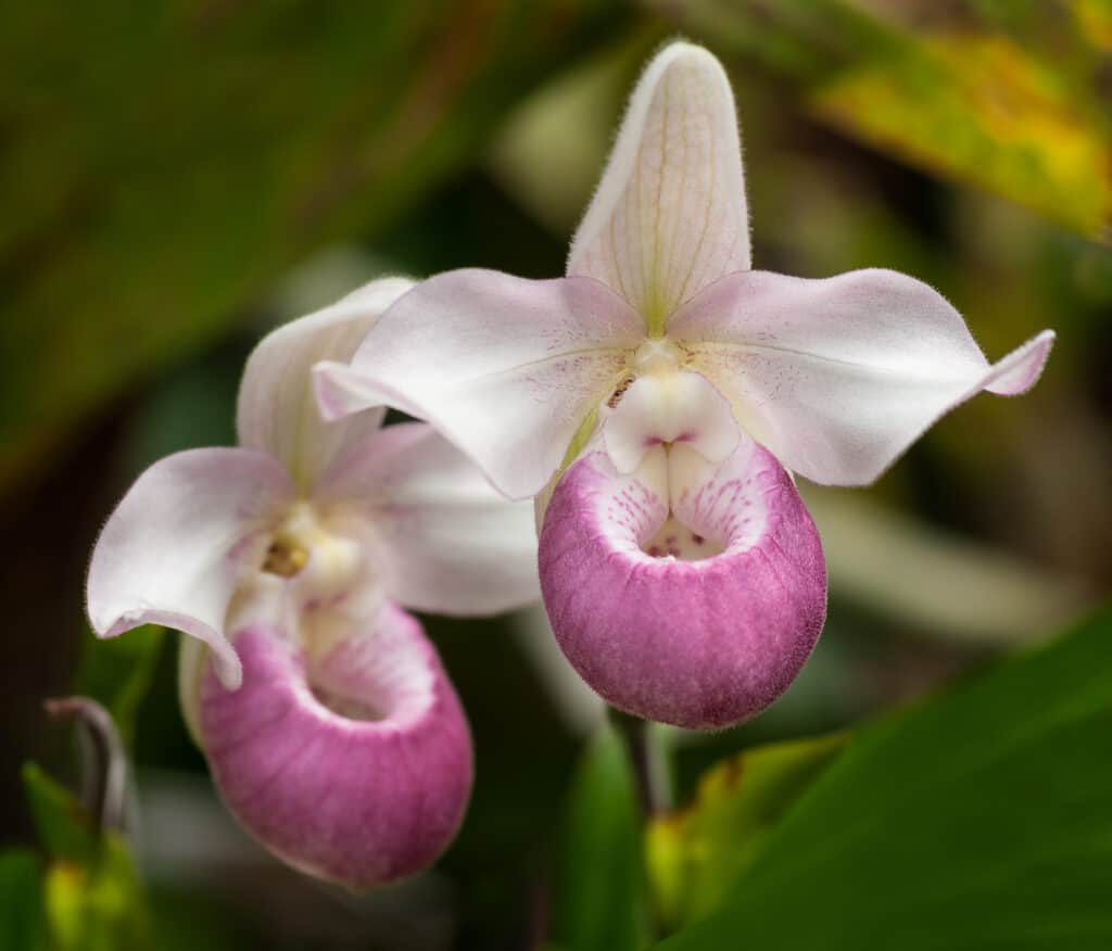 Showy Lady's Slipper (Cypripedium reginae)