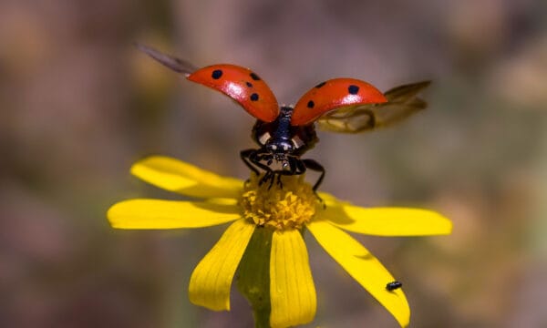Ladybug Poop: Everything You've Ever Wanted to Know - A-Z Animals
