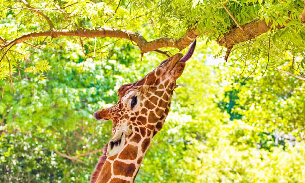 Giraffe, Eating, Feeding, Tree, Tall - High