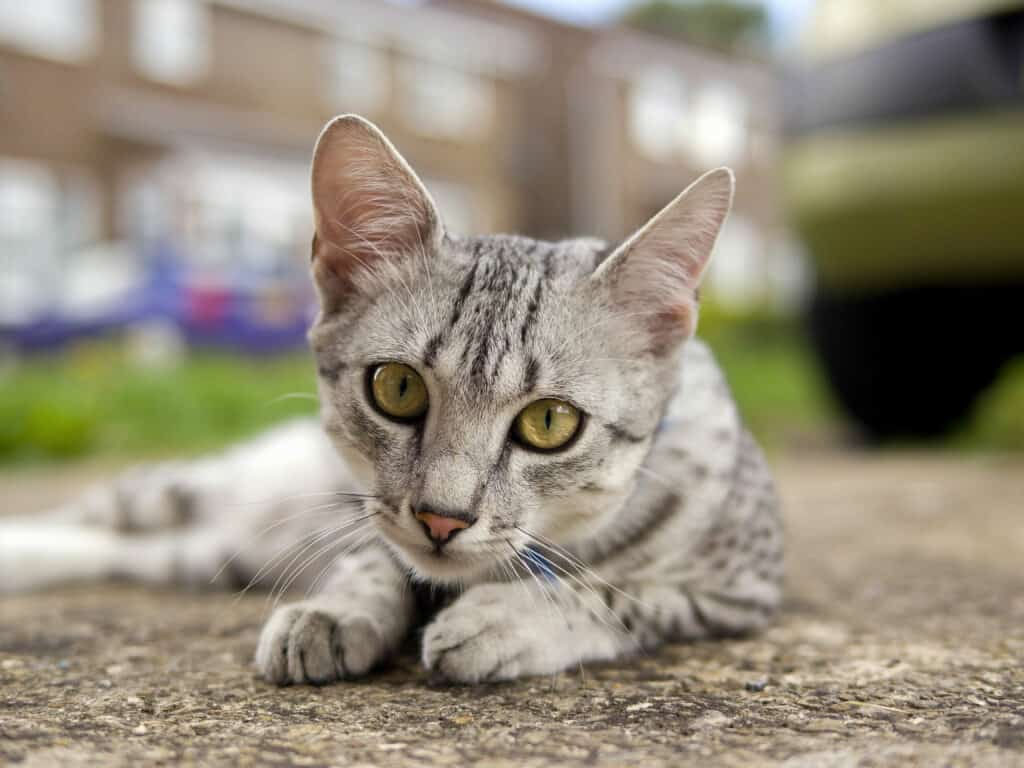 Egyptian Mau cat lying on the ground