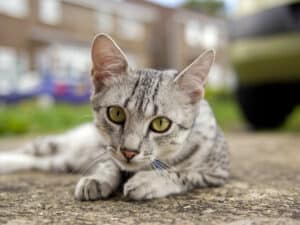 Feline Distemper and How To Keep Your Cat Safe Picture