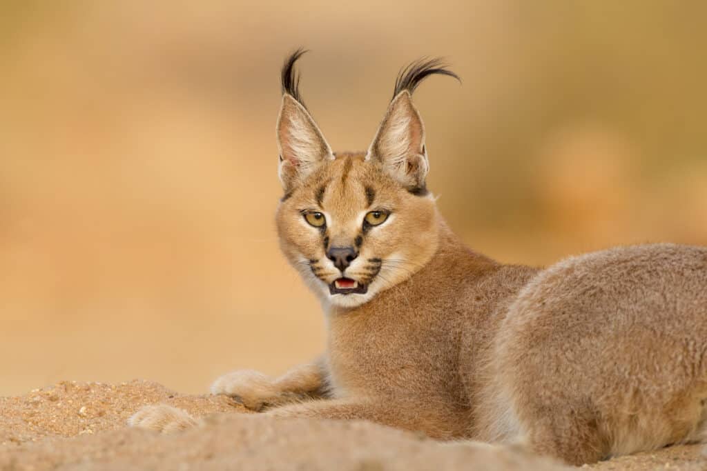 caracal cat jumping video