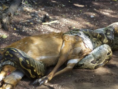 A This Python Looks Like an Alligator After Eating a Gazelle Whole