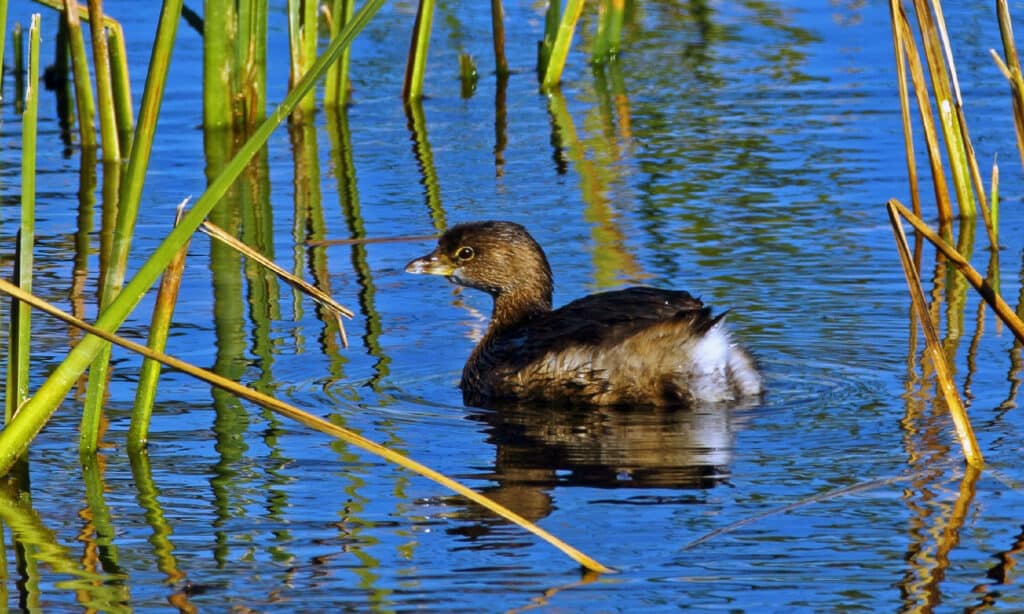 Market Lake Wildlife Management Area