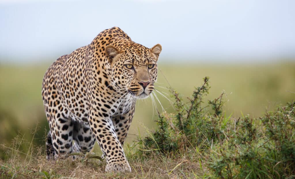 Squabbling Leopards Accidentally Drop Their Prey Out of a Tree and ...