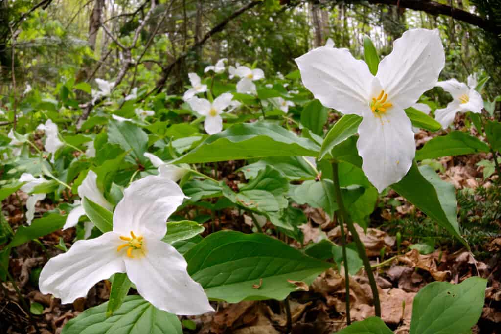 White trillium flowers in a forest