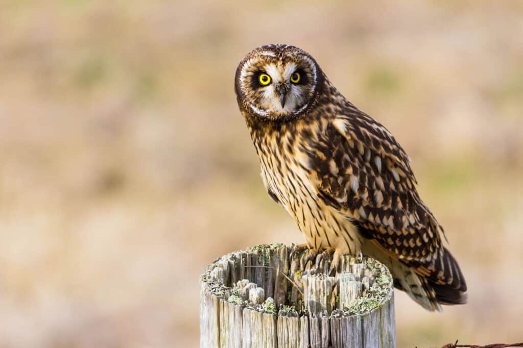 Short-eared Owl