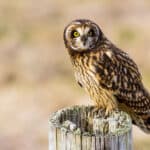 Short-eared Owl