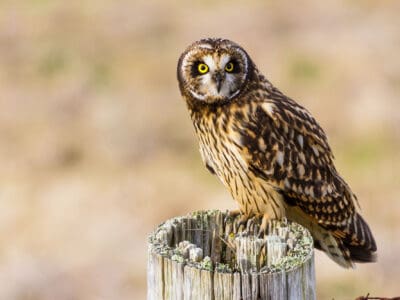 A Short-Eared Owl