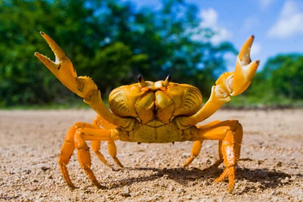 Crabs have 10 legs. 8 are for walking and the two front legs are for pincing, grabbing, and eating. 