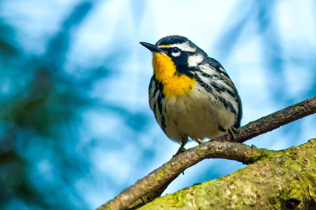 yellow-throated warbler