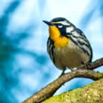 Masked Yellowthroat
