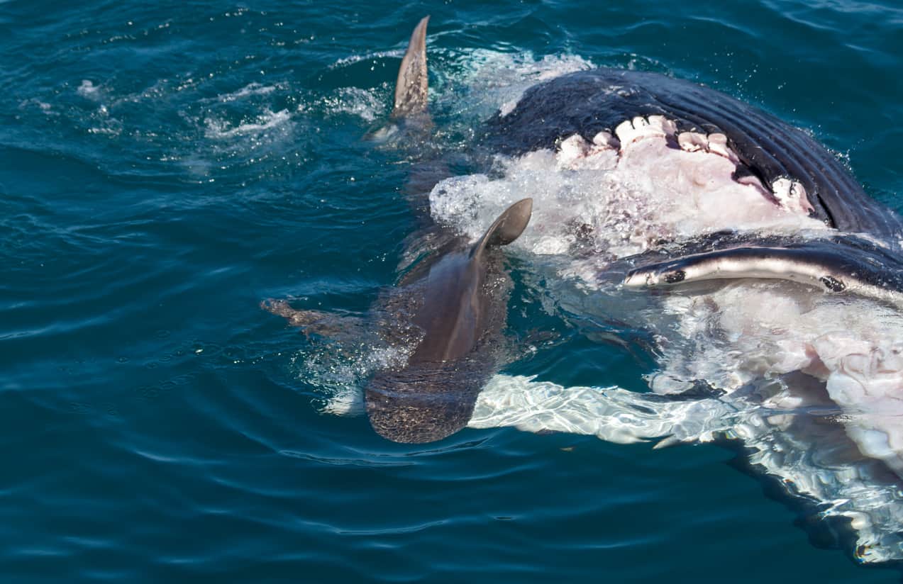 shark eating whale carcass Hervey Bay