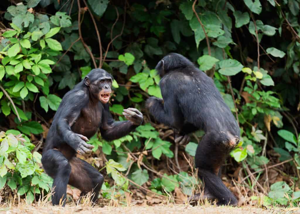 chimpanzees fight