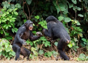 This Huge Chimp Brawl At the LA Zoo Looks Like Utter Mayhem photo