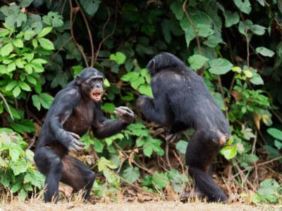 A This Huge Chimp Brawl At the LA Zoo Looks Like Utter Mayhem