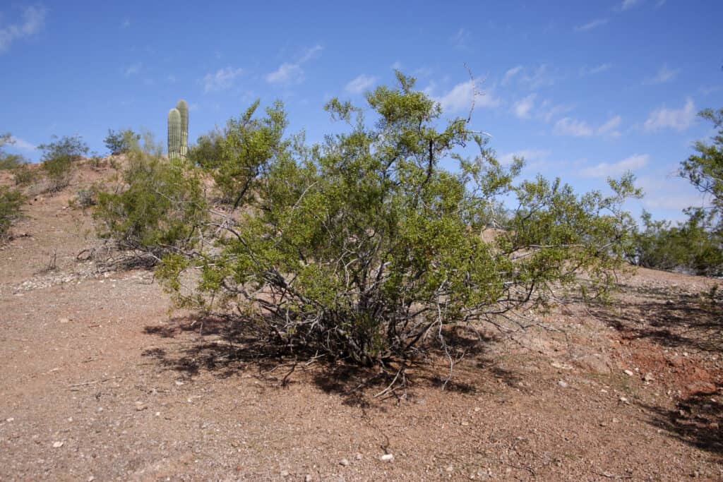 A green bush is visible center from. brownish/red dirt visible around the green plant, which could be describes as scraggly.