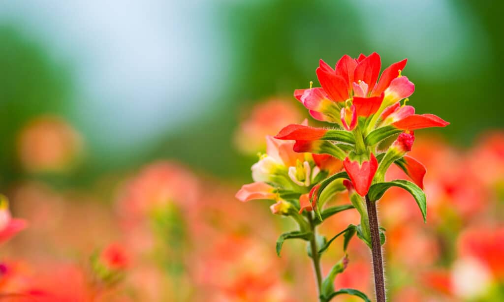 Indian paintbrush is a Texas Wildflower that was used by the Chippewa Indians as treatments for rheumatism.