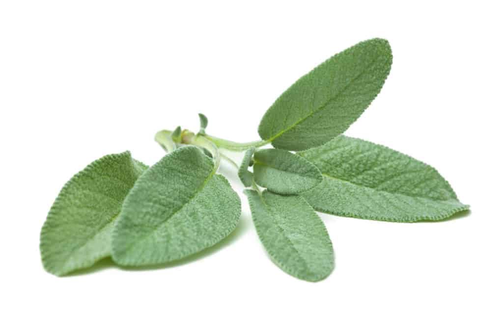 sage an annual or perennial