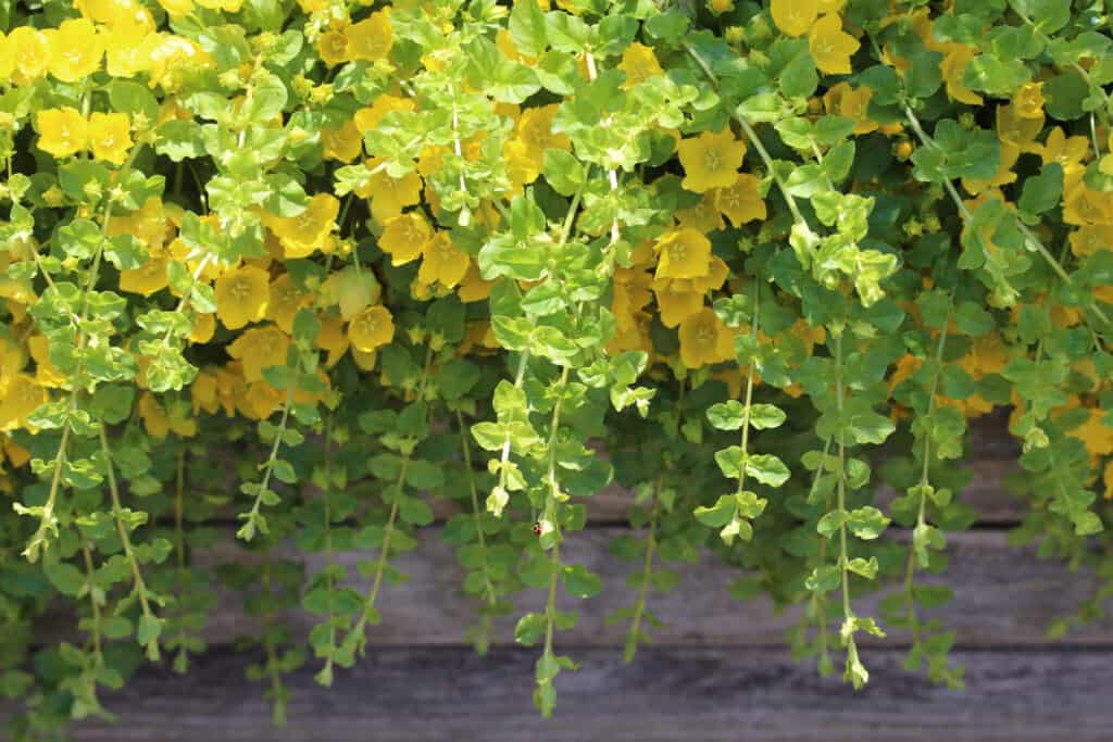 golden creeping Jenny