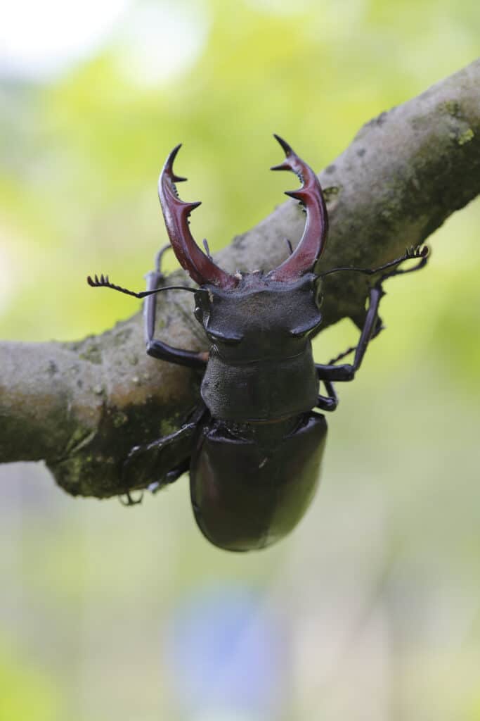 Giant Stag Beetle on a tree branch.