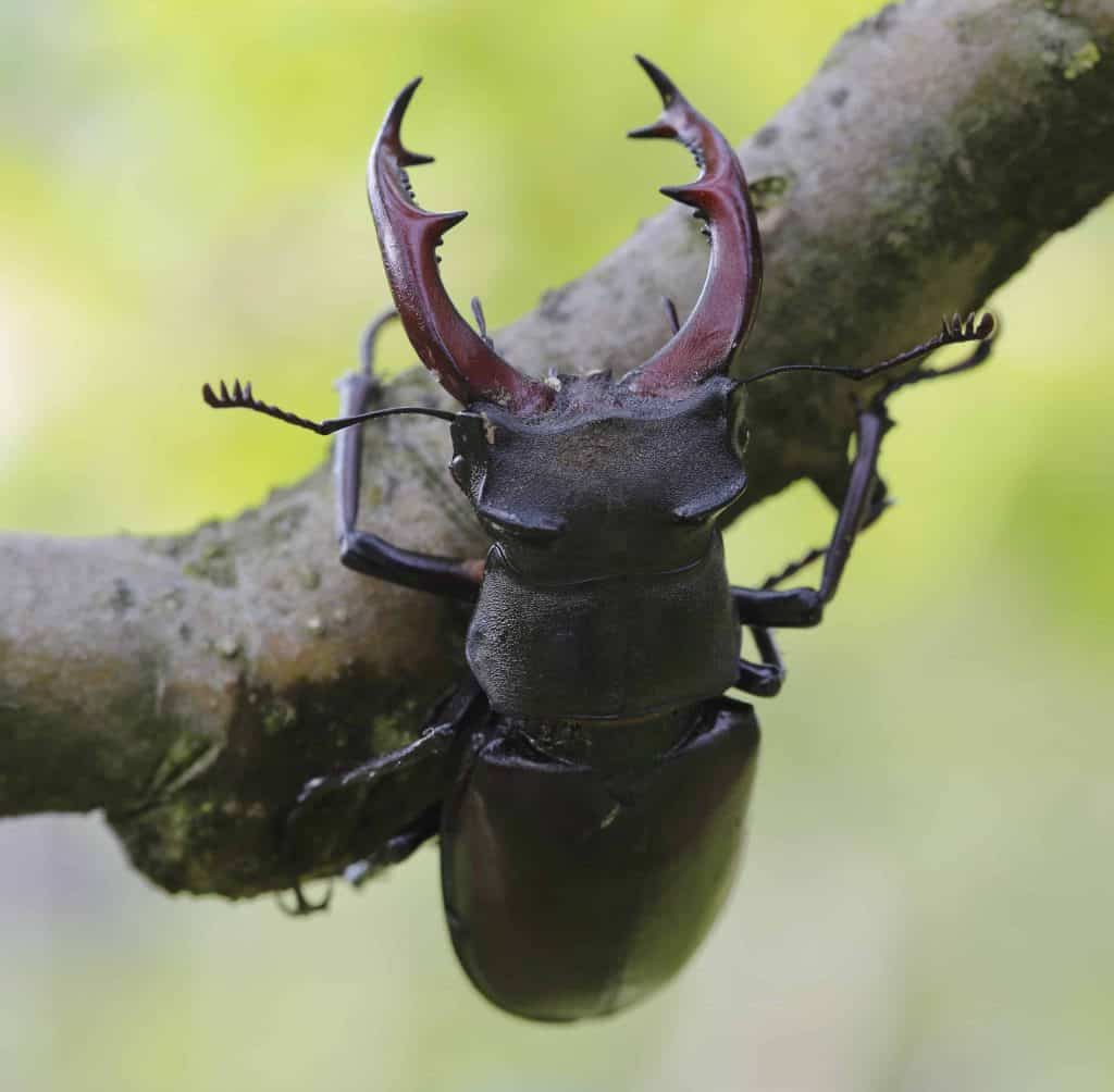 Giant Stag Beetle on a tree branch.