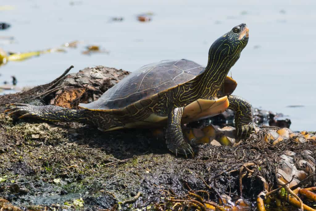 Maryland's Northern Map Turtle basking in the sun.