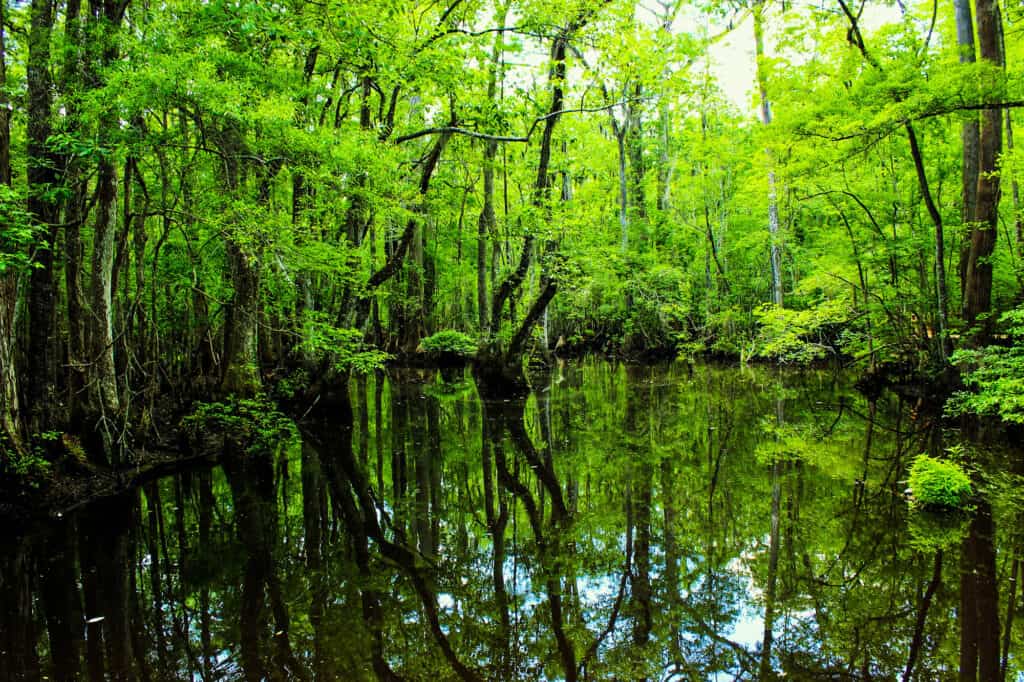 bottomland hardwood forest