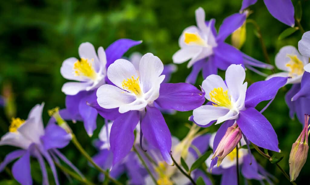 Columbine Flower, Colorado, Flower, Wildflower, Gardening