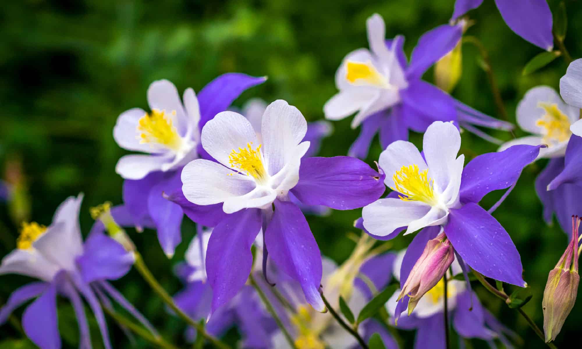 the-best-flowers-to-plant-in-texas-17-flowers-that-survive-heat-waves