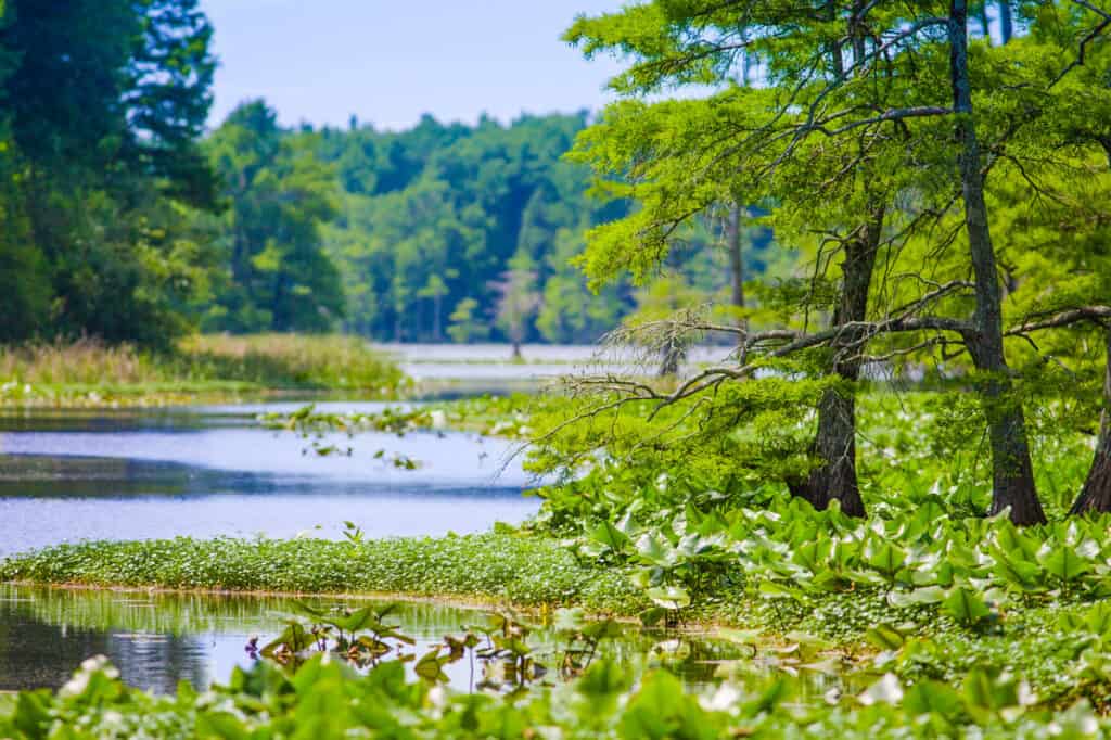 Bald Cypress Tree, Beauty, Environment, Grass Area