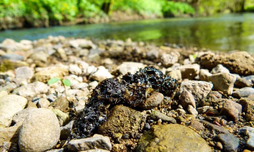 otter poop