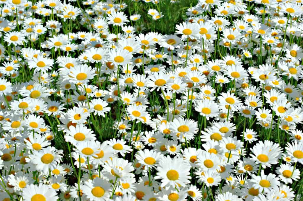 shasta daisy