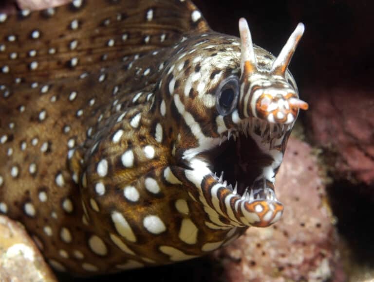 Front close up of a dragon eel's face