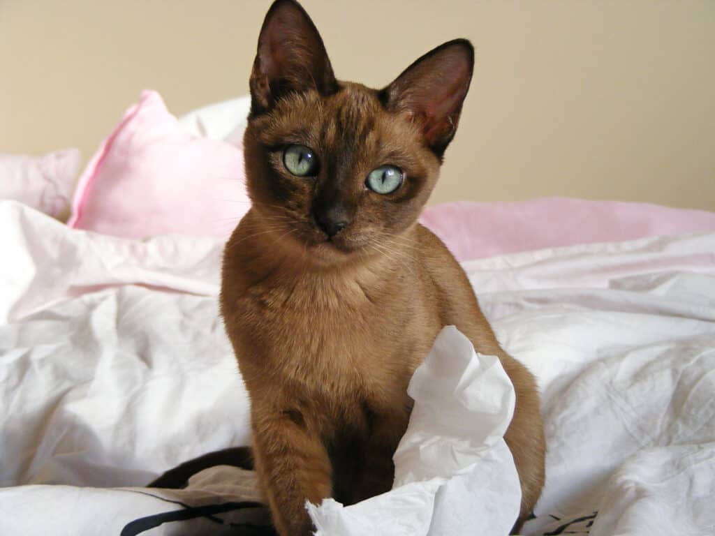 Tonkinese kitten