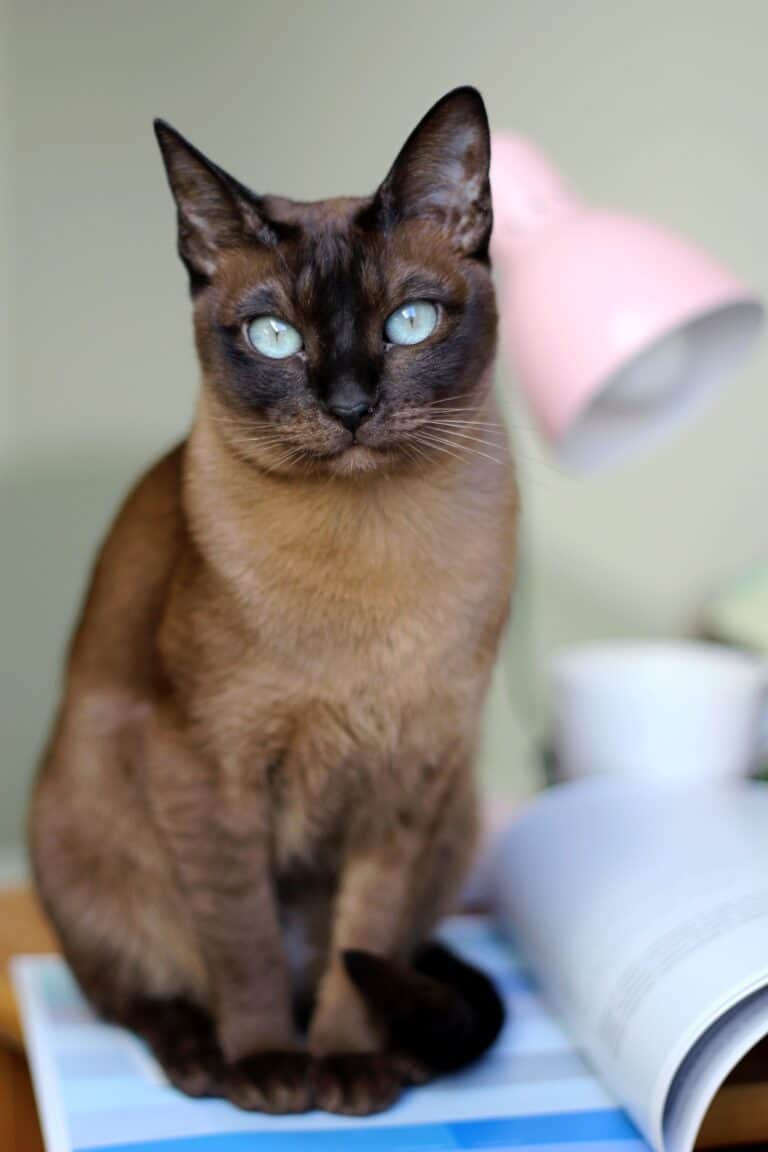 Is My Cat Siamese Or Tonkinese