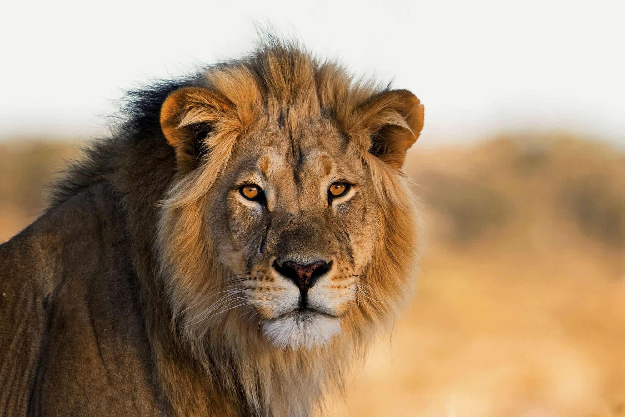 male lion pouncing on prey