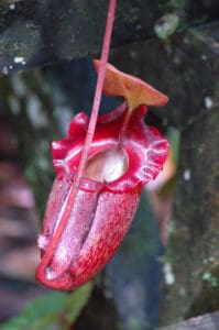 Propagating a Pitcher Plant: How to Grow a Carnivorous Plant From Seed Picture