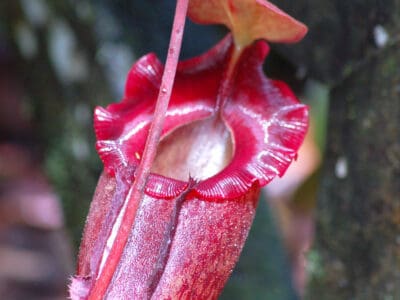 A Propagating a Pitcher Plant: How to Grow a Carnivorous Plant From Seed