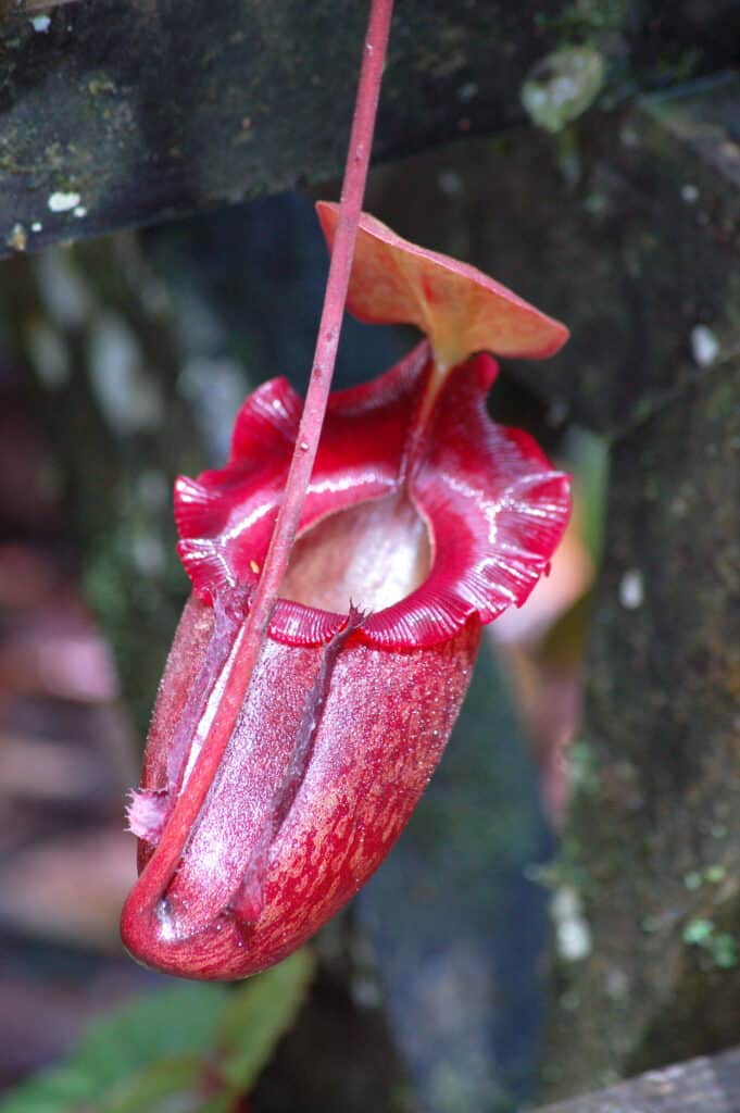 Red Nepenthes Rajah Pitcher Plant