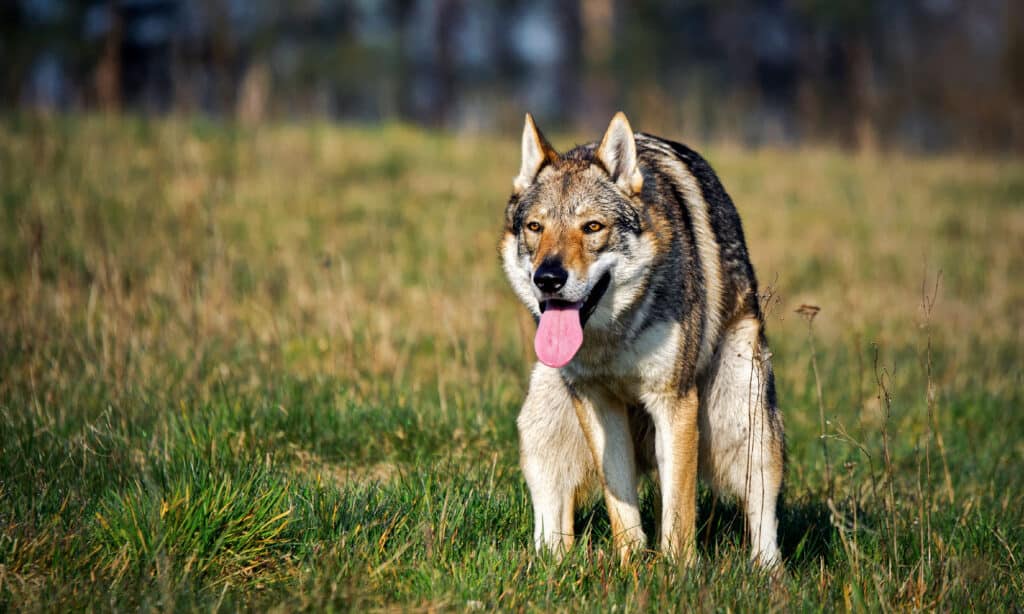 Wolfdog poo