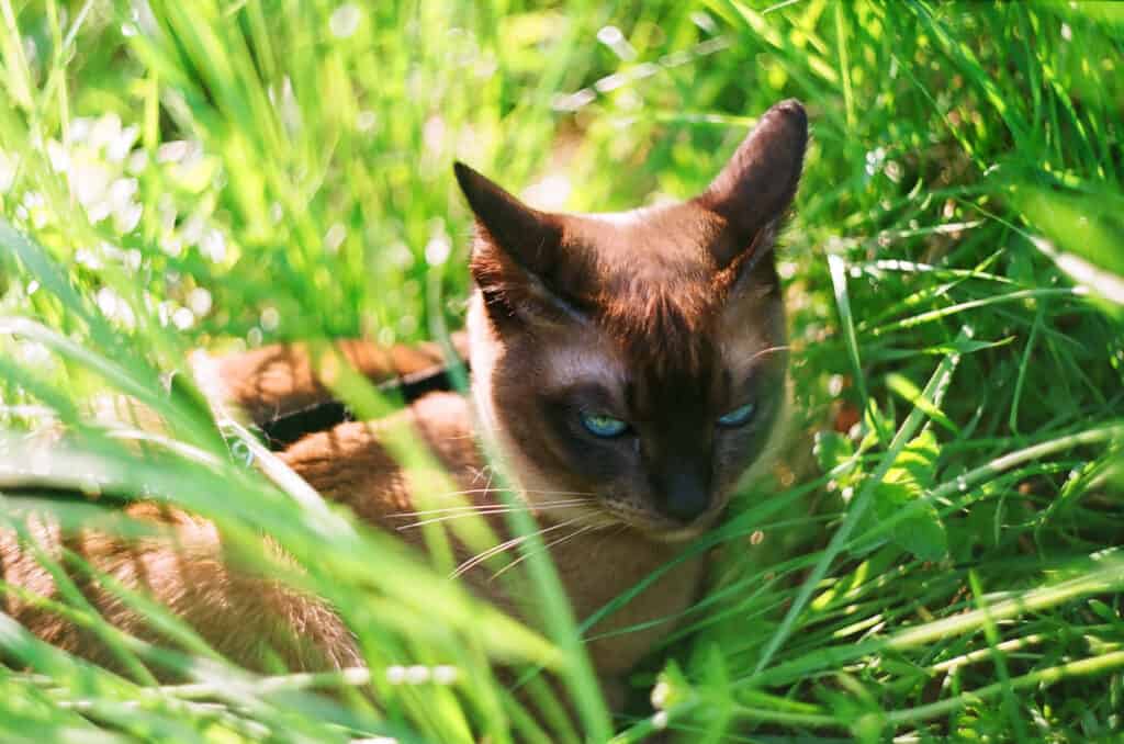 Tonkinese cat laying in grass
