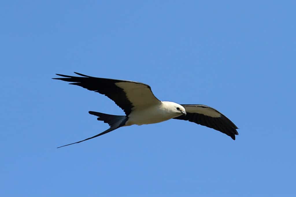 Swallow-tailed Kite (Elanoides forficatus) in flight hunting in the Florida Everglades