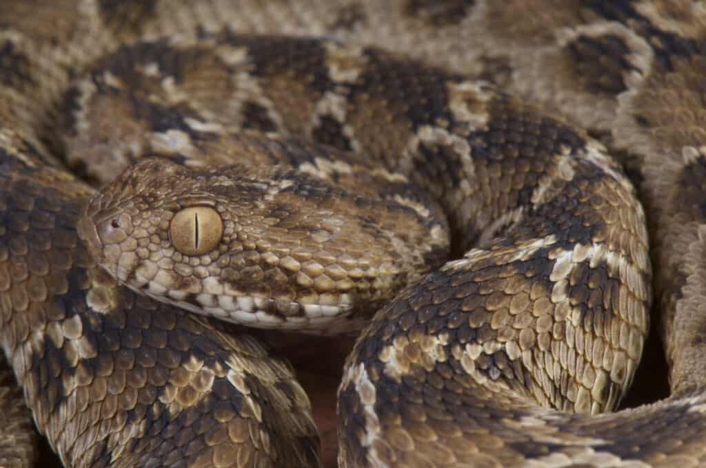 Egyptian saw-scaled viper / Echis pyramidum