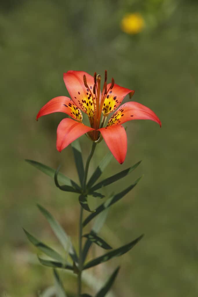 Wood Lily