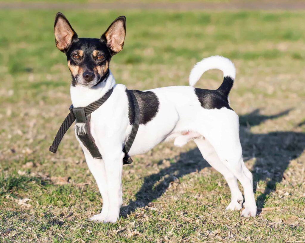 Small store rat terrier