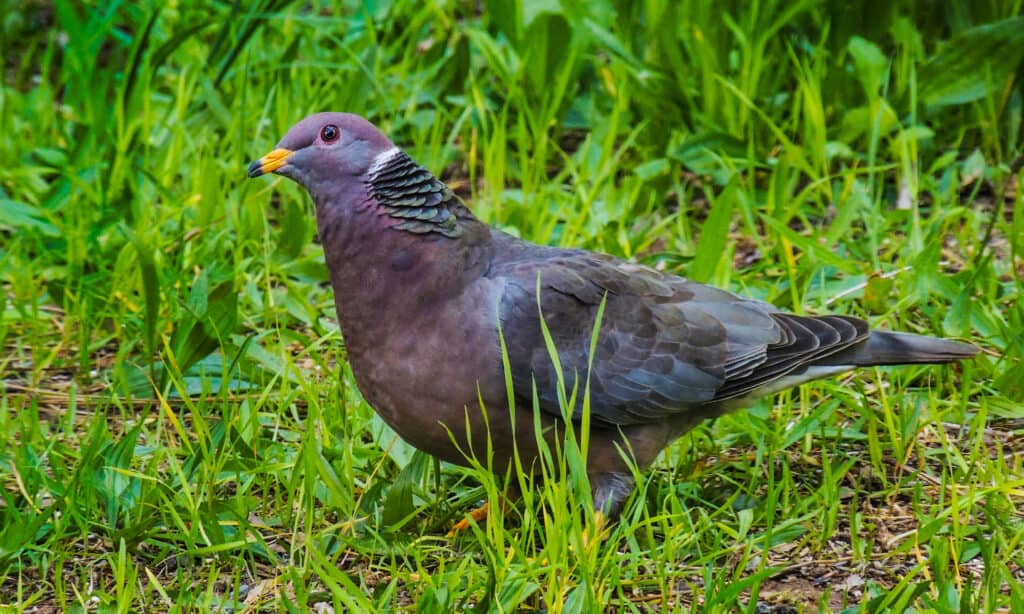 Band-Tailed Pigeon