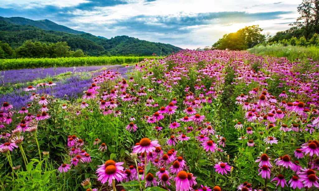 Coneflower, Echinacea, Agricultural Field, Flower, Pink Color